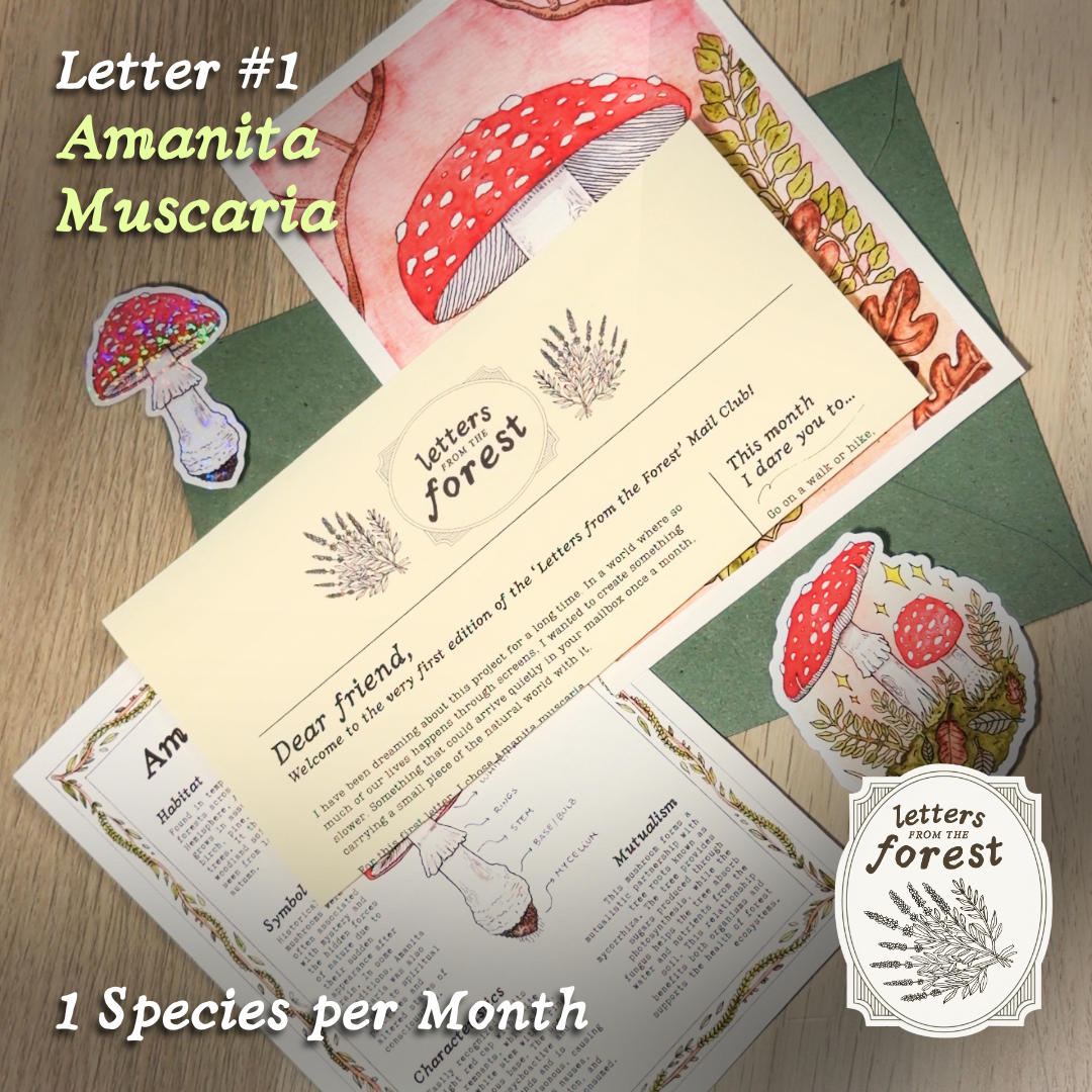 Letters from the Forest 🌿 | Mail Club .✦ ݁˖