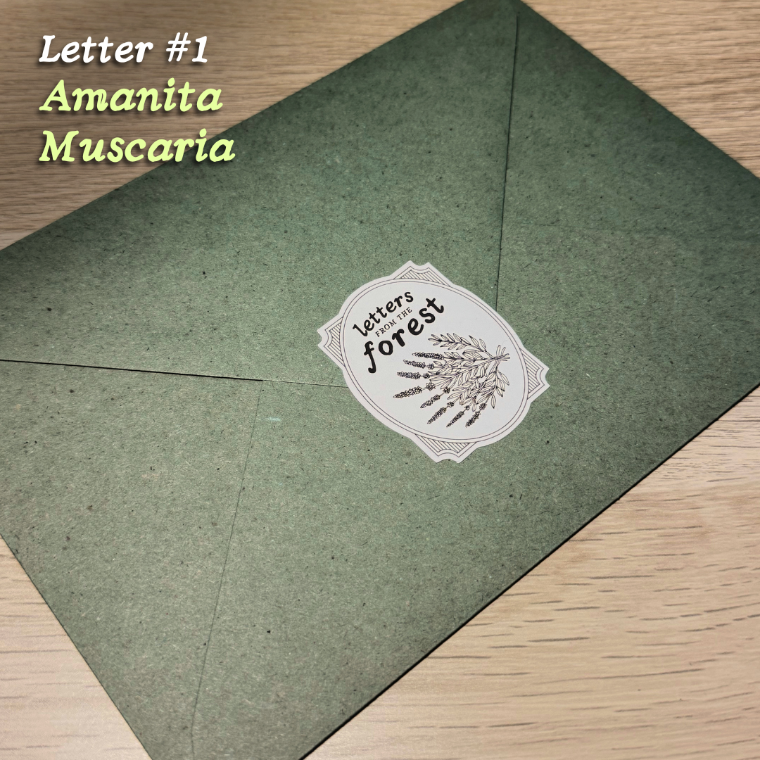 Letters from the Forest 🌿 | Mail Club .✦ ݁˖