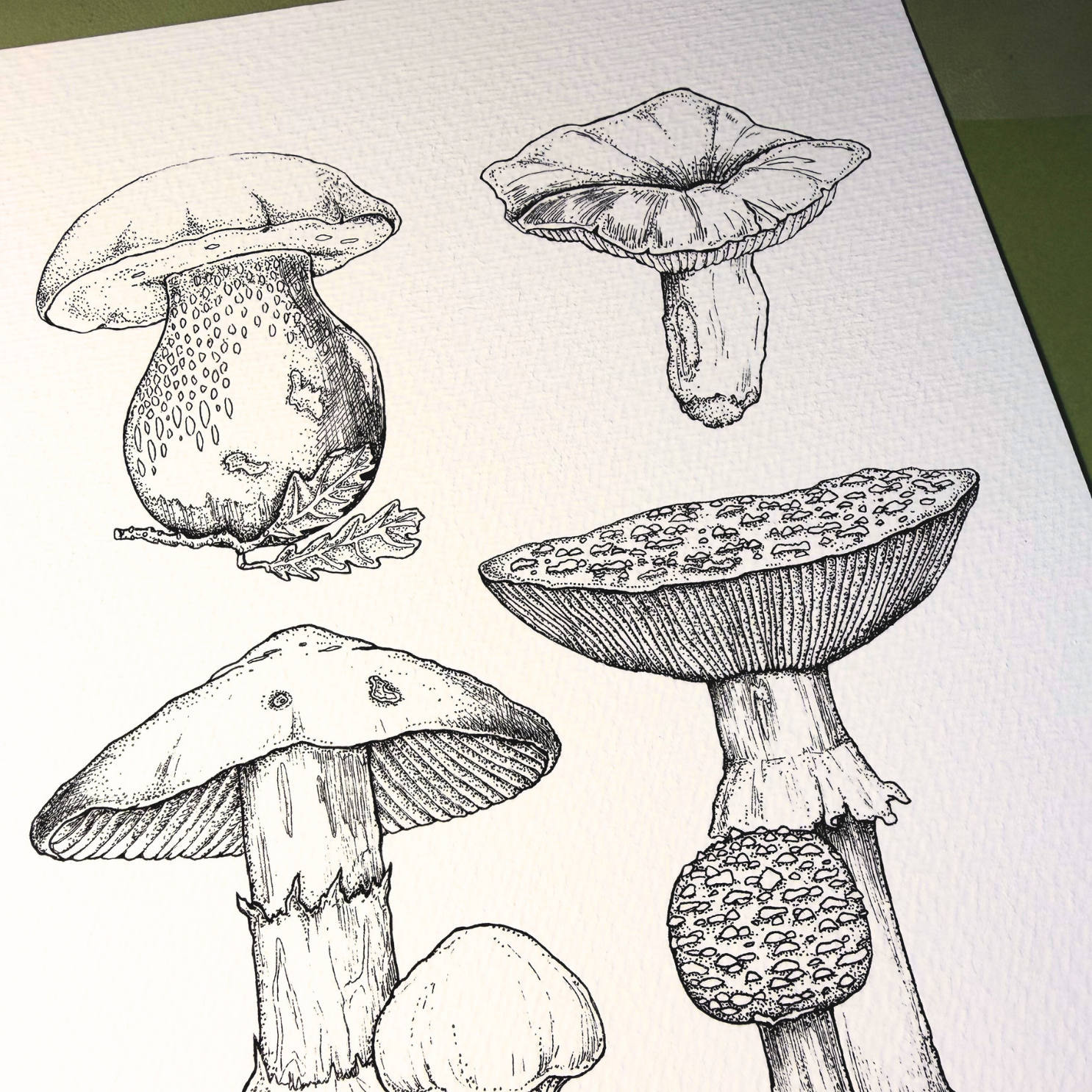 Botanical Mushrooms | Print