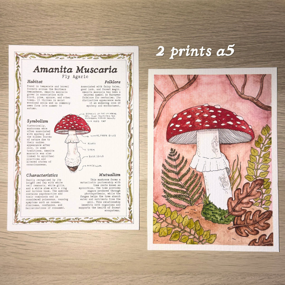 Letters from the Forest 🌿 | Mail Club .✦ ݁˖
