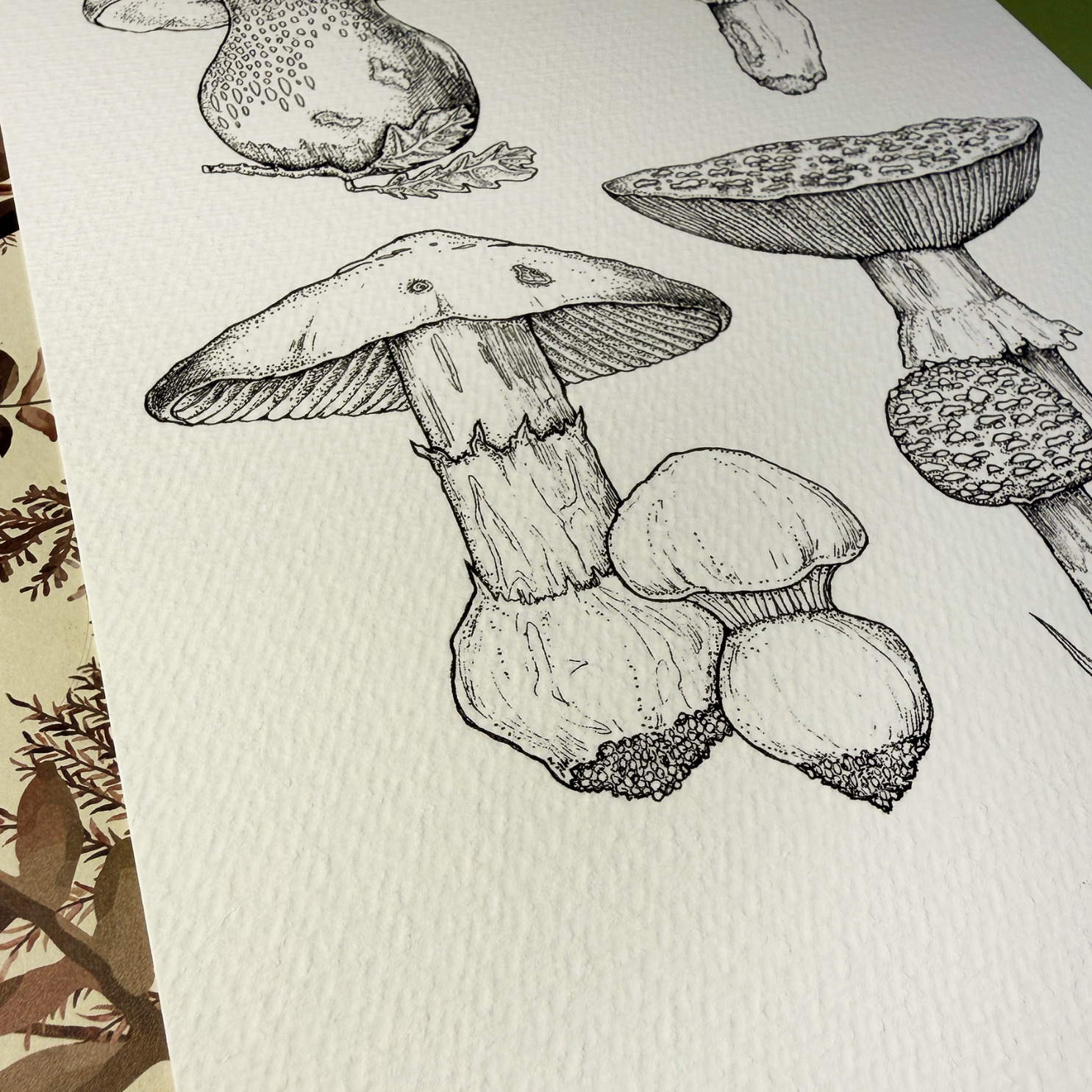 Botanical Mushrooms | Print